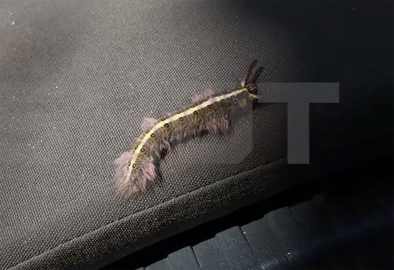 Российскую туристку в Таиланде ужалила ядовитая гусеница | Россиянка получила ожог в Паттайе после встречи с гусеницей