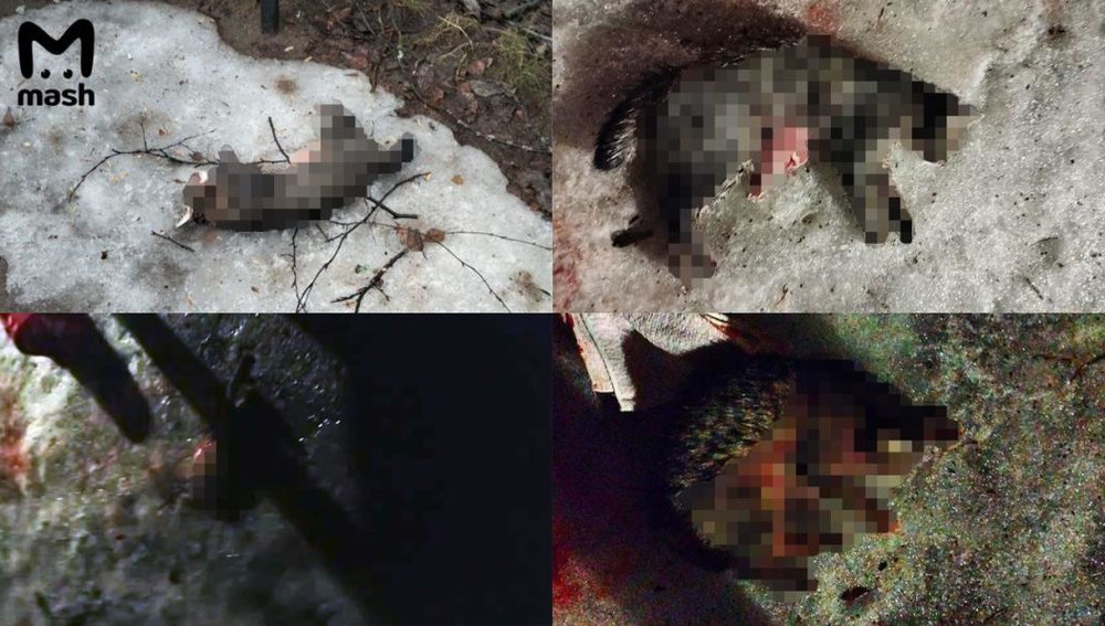 В Подмосковье школьница выкладывала в интернет убитых котят