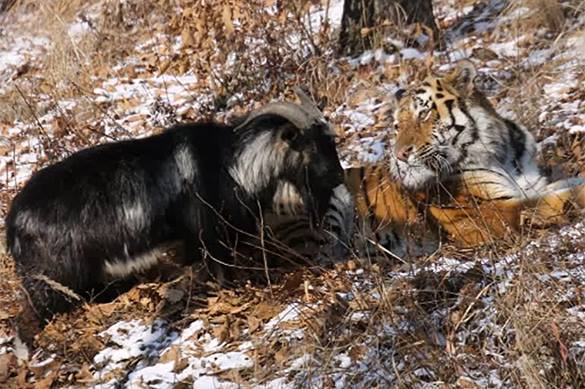 СМИ: У козла Тимура забрали овдовевшую козу Маньку