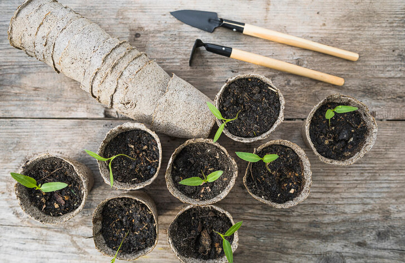 5 лет выращиваю рассаду только так — корни мощные и длинные: эксперт раскрыла главные хитрости