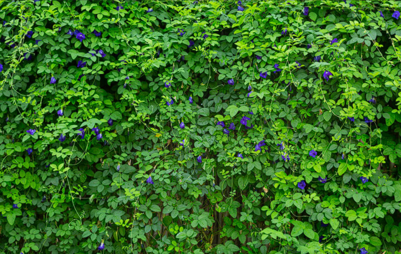 Сажаю один ряд вдоль забора — и через 2 месяца участок не видно: живая изгородь без затрат