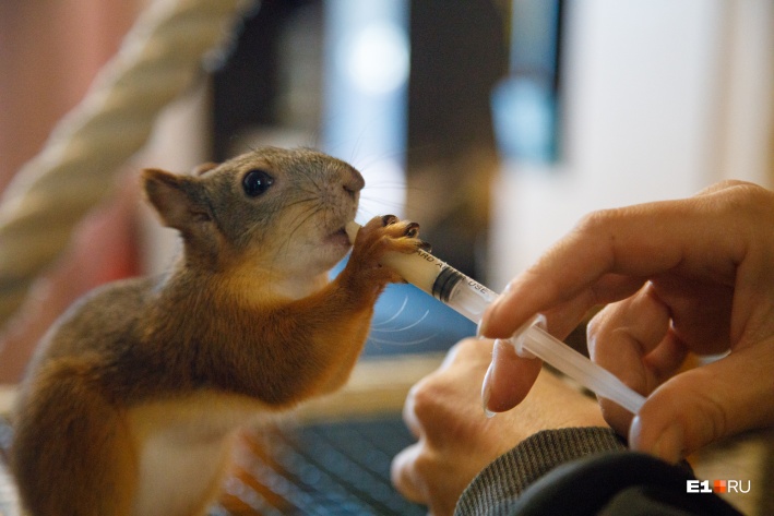 Два бельчонка поселились на зиму в квартире екатеринбурженки