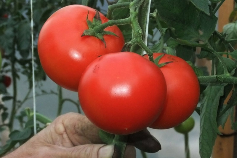 «Тепла не видно»: россиянам рассказали, когда можно начать высаживать рассаду | Синоптик Киктев призвал россиян перенести начало дачного сезона на конец мая