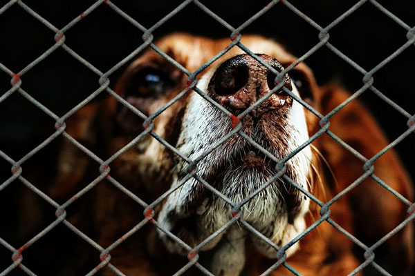 Минюст разрешил приюты для бездомных собак в колониях