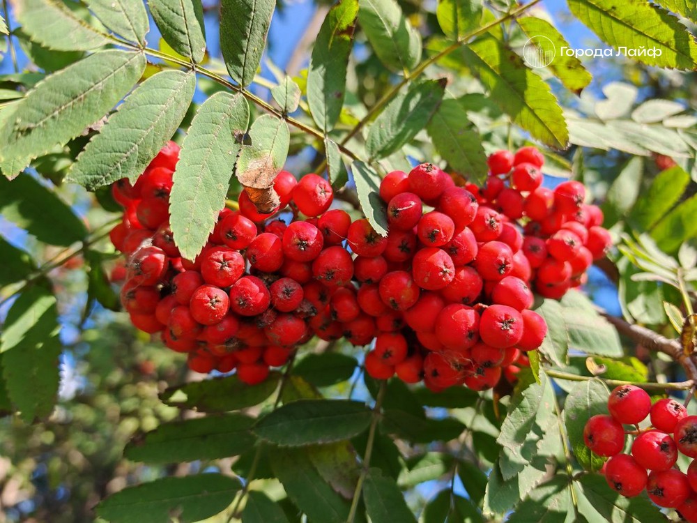 12 сентября — день Александра Сытника: запреты и приметы дня | Народные приметы и запреты на 12 сентября — день Александра Сытника