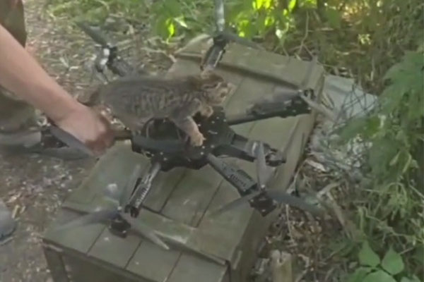 «Кот пилот»: российские военные предоставили котенку опыт полета на дроне в зоне военной операции на Украине | Российские военные в зоне СВО сняли видео полёта котёнка на БПЛА