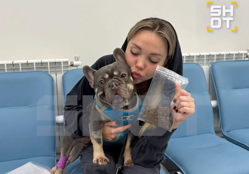 Пёс съел бельё с сушилки: экстренная операция в Петербурге | В Петербурге бульдог съел трусы хозяйки и попал на операцию