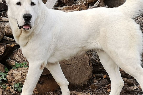 В бурятском селе Сотниково два бродячих алабая напали на 13-летнюю девочку | Бродячие алабаи напали на 13-летнюю девочку в Бурятии