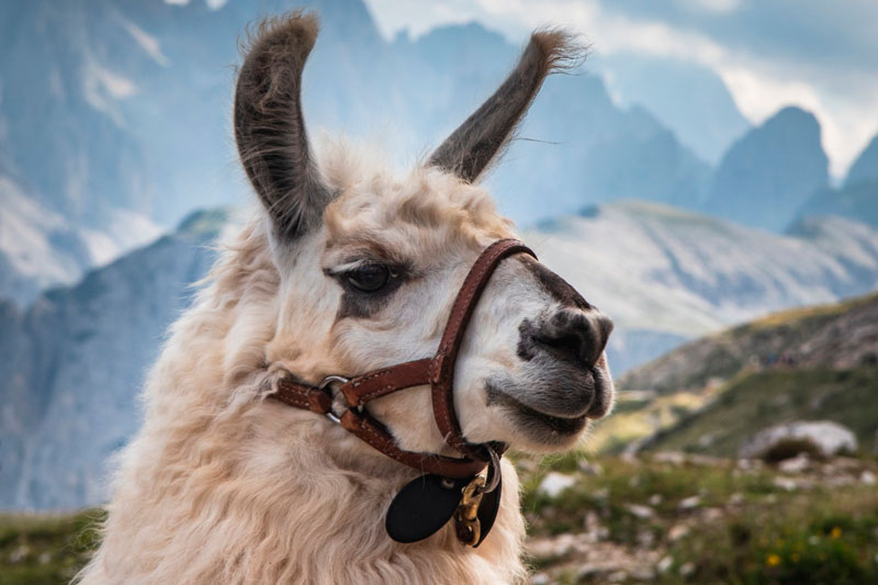 Мясо ламы из Боливии может завоевать российский рынок: власти подали запрос на экспорт | В России на прилавках может появиться мясо ламы из Боливии