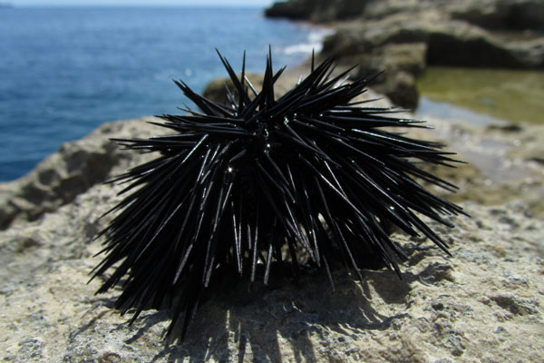 Российские учёные нашли способ лечить метастатический рак при помощи морского ежа