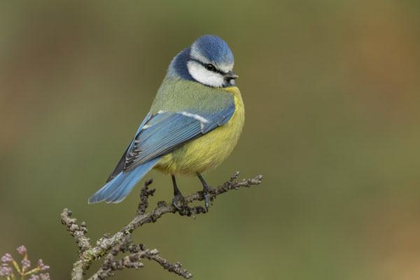 Синичкин день: что можно и нельзя делать 12 ноября | 12 ноября — Синичкин день