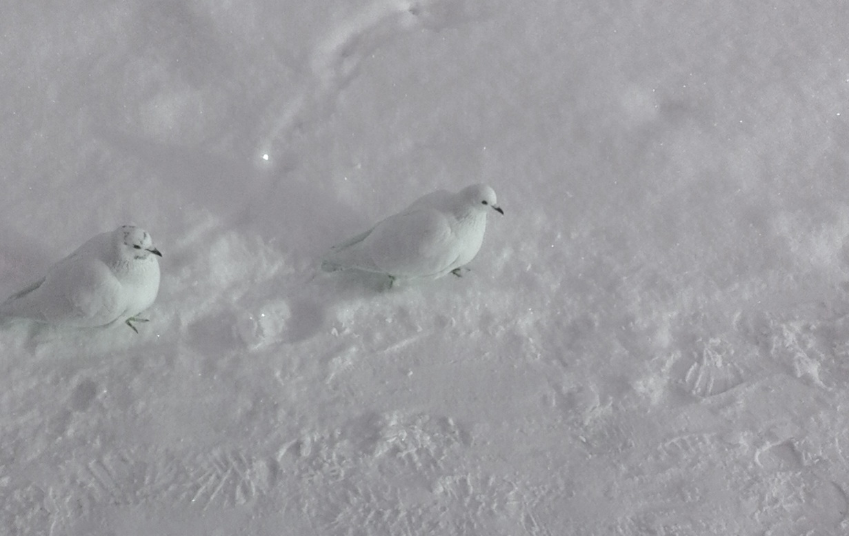 В Екатеринбурге воскресная школа "Горлица" встретила Рождество большим концертом
