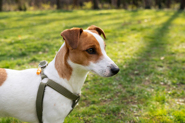 Животные стали невыездными. Ветклиники в России столкнулись с нехваткой прививок для кошек и собак | В России возник дефицит вакцин для домашних животных