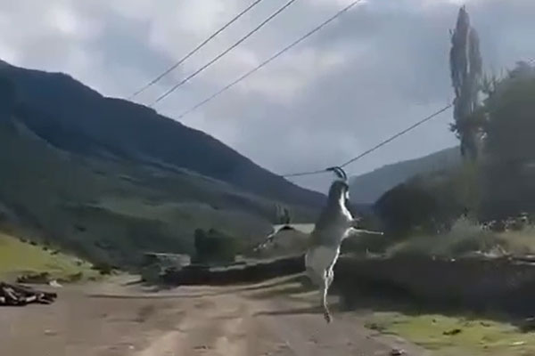В Дагестане козел зацепился рогами за провода во время перевозки