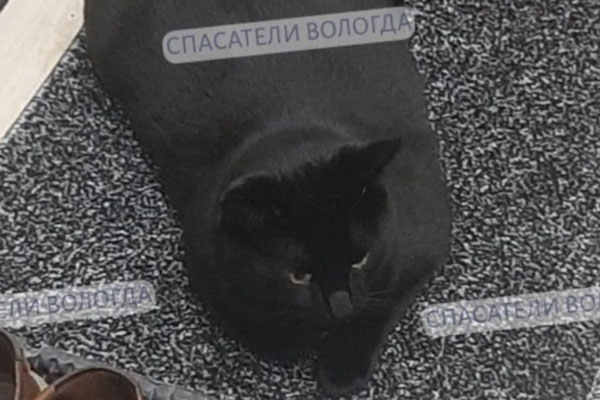 В Вологде работавшего в спасательной службе кота Беляша уволили из-за лишнего веса