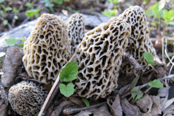 Жители Псковской области сообщили о появлении первых грибов в лесах | Из-за аномального тепла в псковских лесах вылезли первые грибы