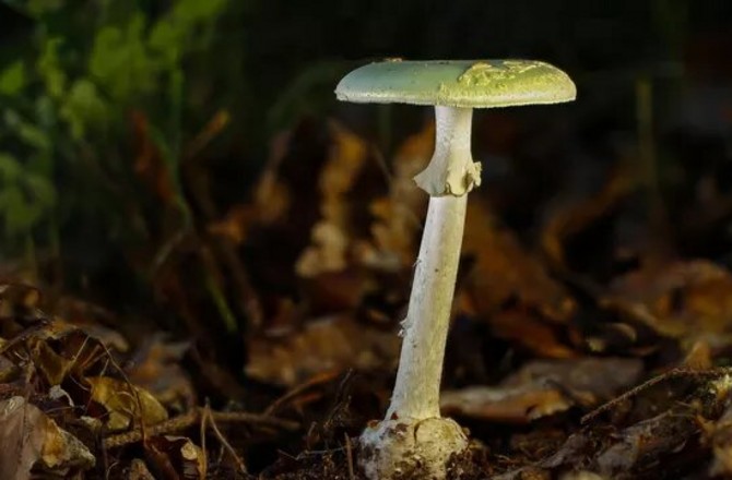 Петербургская студентка от голода съела бледную поганку в лесу и умерла