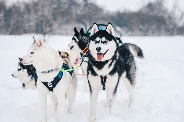 Тела более 30 «отравленных» собак разных парод нашли в питомнике на Урале | В уральском питомнике найдены десятки трупов собак. Хозяин говорит, их отравили