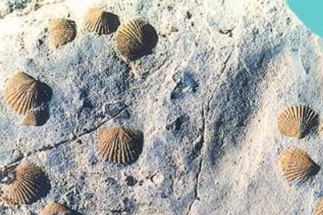 Ученые нашли самых древних в мире паразитов