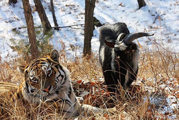 Тигр Амур не вынес наглости козла Тимура. ВИДЕО
