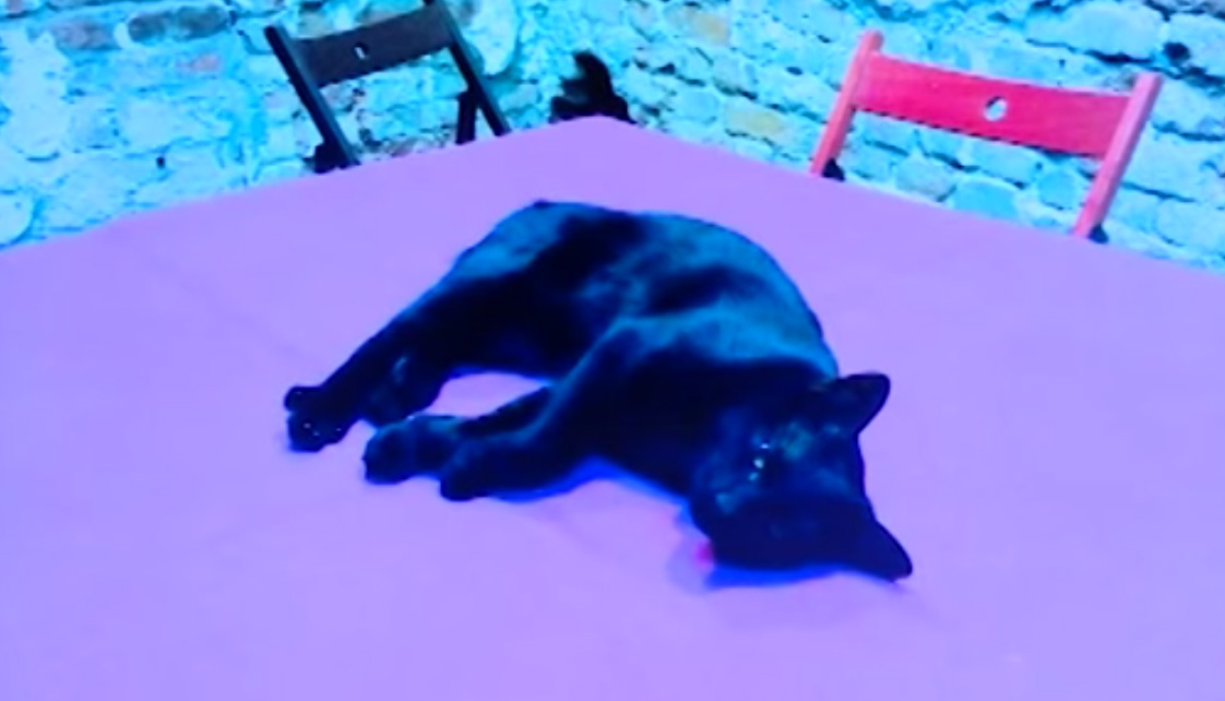 Кот-Сатана поссорил художников и зоозащитников