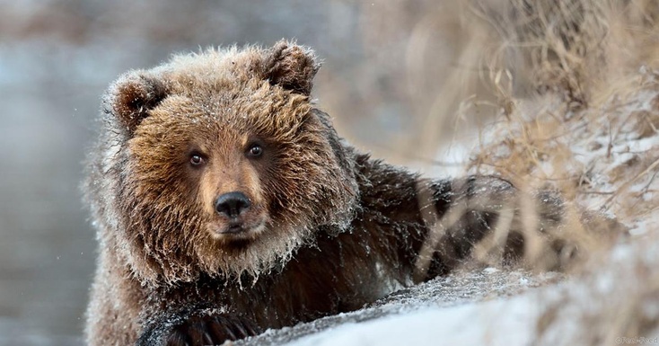 В медвежьей берлоге нашли обглоданные конечности молодого ямальца