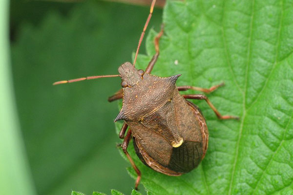Роспотребнадзор рассказал о нашествии клопов на Москву