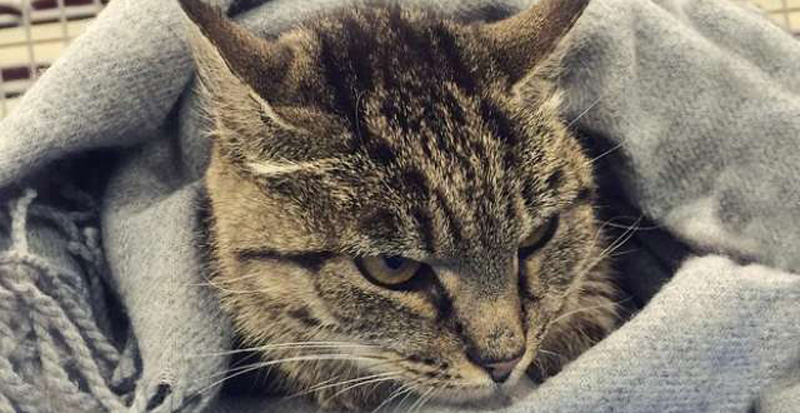 Кошка, прославившаяся на всю страну своим аппетитом, нашла себе женихов, когда приехала на телевидение