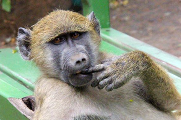 Огненная Обезьяна уже вступила в свои права - китаевед