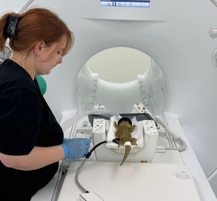 В Чехове сделали МРТ ящерице: ветеринары обследовали головной мозг агамы Крепыша | В России впервые провели МРТ головного мозга бородатой агаме