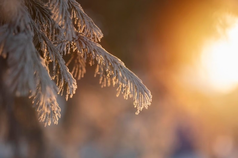 20 января — Собор Иоанна Крестителя и день Ивана Бражника: приметы и народные поверья | 20 января: день Ивана Бражника