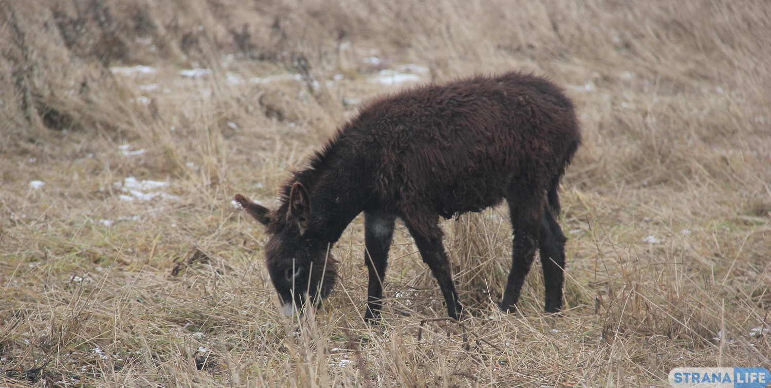 Это просто сказка какая-то!