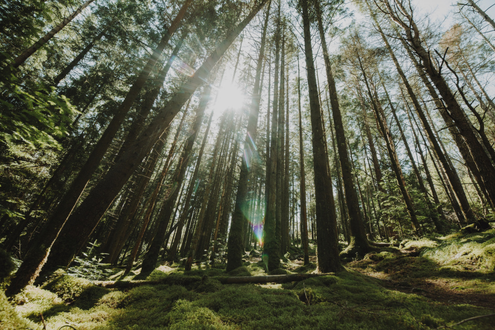Экс-главу департамента Минобороны отправили в тюрьму за хищение леса