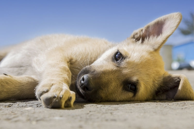 Россиян предупредили об опасности от бродячих собак | Ветеринар Шведова допустила, что бродячие собаки могут быть инфицированы и опасны