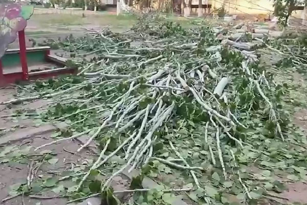 СК в Астрахани возбудил уголовное дело из-за падения дерева на 7-летнюю девочку. Видео | В Астрахани дерево упало на семилетнюю девочку