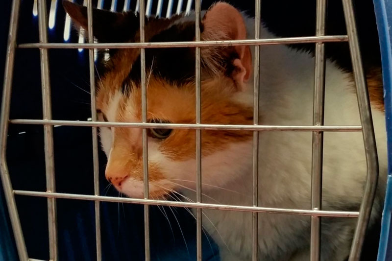 Женщина похитила кошку Зину из зоомагазина «Лапы и Ко» в Перми | Из пермского зоомагазина похитили кошку Зину