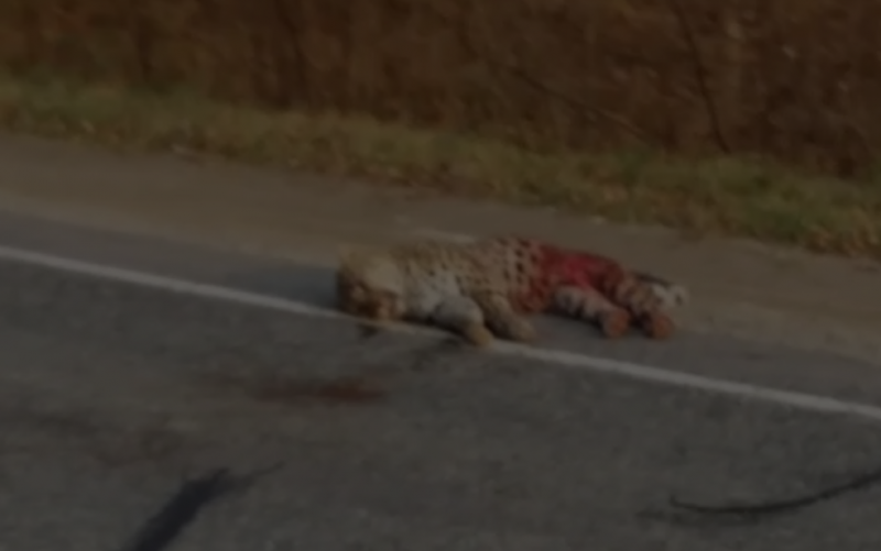 Полиция в Приморье проводит проверку по факту гибели дальневосточного леопарда