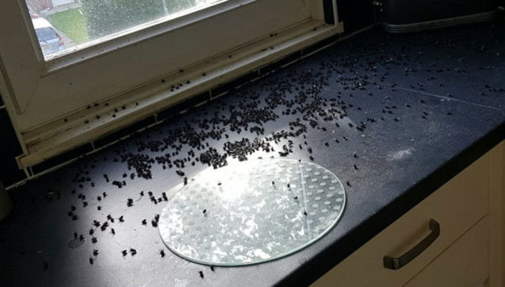 Полчища мух, привлеченные разлагающимся телом, выселили женщину из квартиры