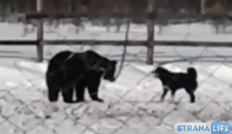В Якутии в День охотника медведь задавил собаку - та облаивала его, а люди стояли рядом