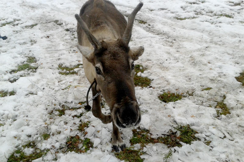 Северного оленя Бугорка, пропавшего из «уральской резиденции Деда Мороза», нашел на трассе дальнобойщик. Тот голоден, но близко не подходит